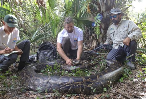 This Is the Biggest Python Ever Recorded in Florida | Outdoor Life