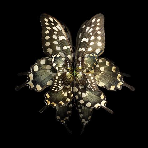 Stunning Rare Butterfly Specimens Documented | 99inspiration