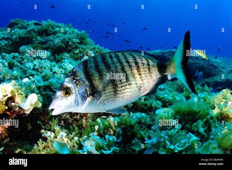 Sargo fish in spain Stock Photo - Alamy