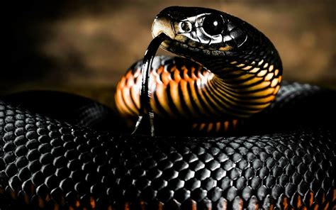 Share 60+ black snake wallpaper latest - in.cdgdbentre