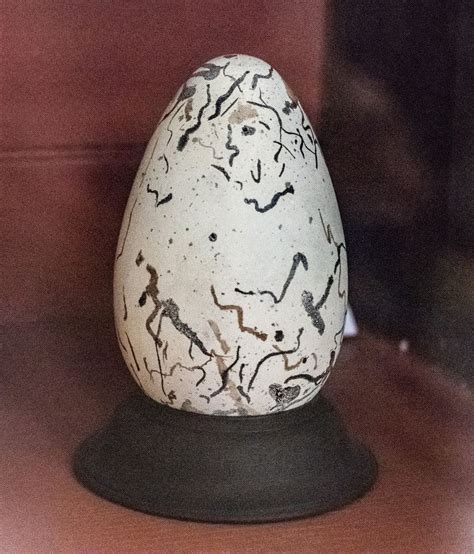 Great Auk Egg This is a preserved egg from the Great Auk, now extinct ...