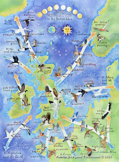 Bird migration map - a hand-painted map by Jane Tomlinson