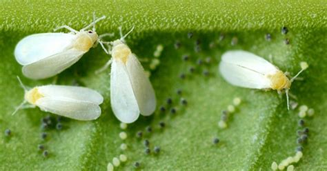 Whitefly - treatment and control | lovethegarden