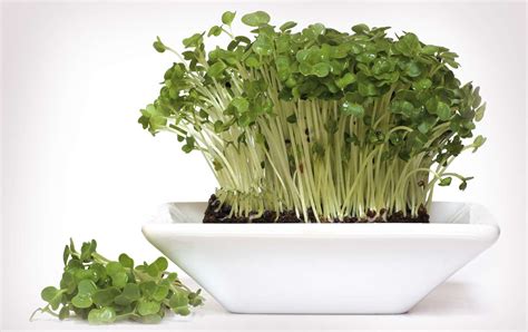 Garden Cress Recipes