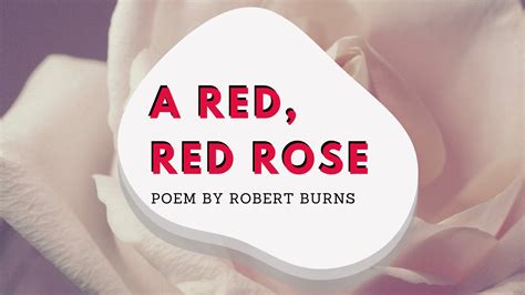 A Red, Red Rose | A poem by Robert Burns at UpDivine.com