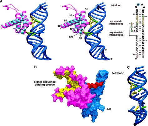 Crystal Structure of the Ribonucleoprotein Core of the Signal ...