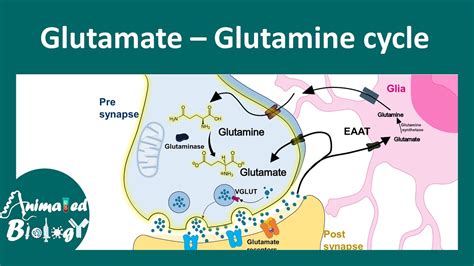 Glutamate-Glutamine cycle | Astrocyte in glutamate-glutamine metabolism ...