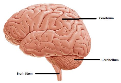 Anatomy Of Cerebrum - Anatomy Reading Source