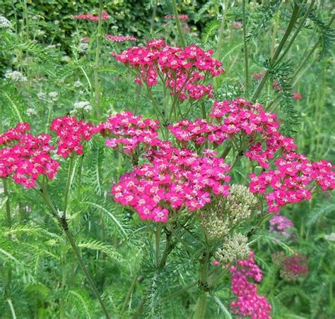 Achillea - probably pink or white | Plants uk, Achillea, Flower garden ...