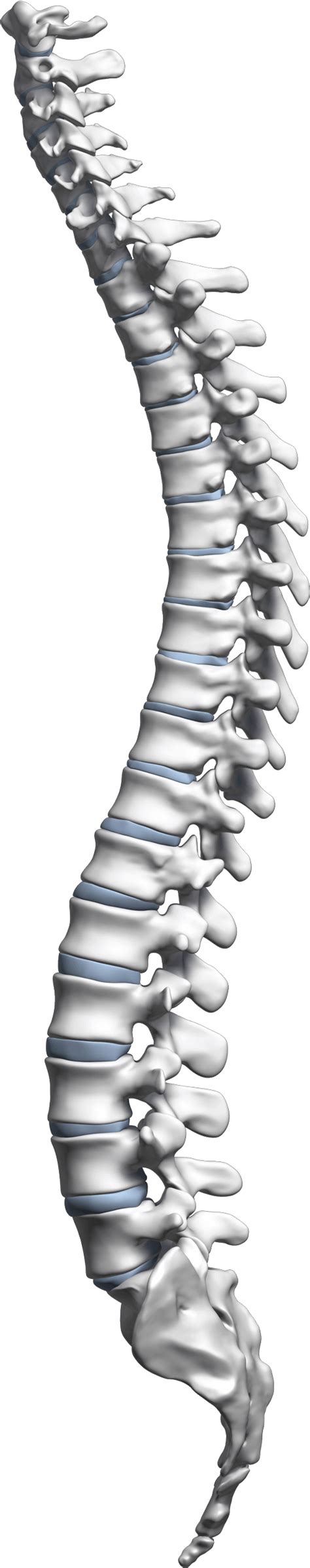 Spine clipart front, Spine front Transparent FREE for download on ...