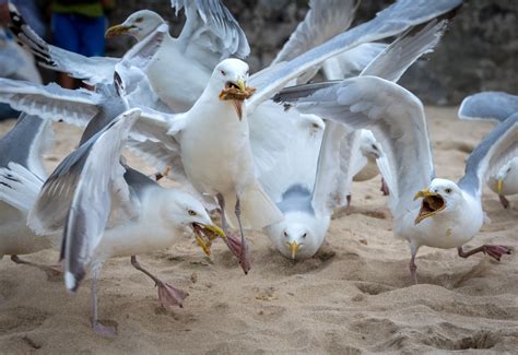 Seagulls Found Carrying Deadly Superbug: Colistin-Resistant Bacteria ...