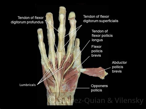 The Muscles of the Hand - Thenar - Hypothenar - TeachMeAnatomy