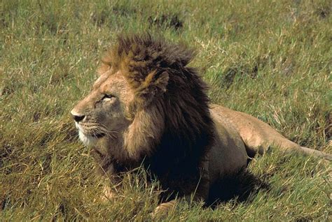 African Lion facts - Profile | Traits | Description | Behavior ...