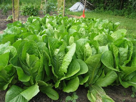 Growing Lettuce - Growin Crazy Acres