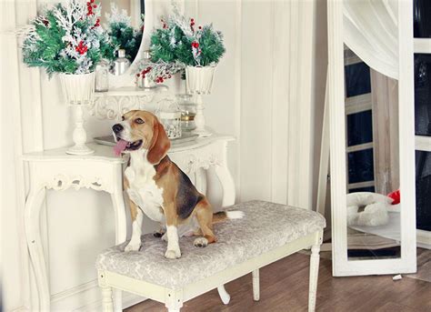 Christmas Beagle Wallpapers - Top Free Christmas Beagle Backgrounds ...