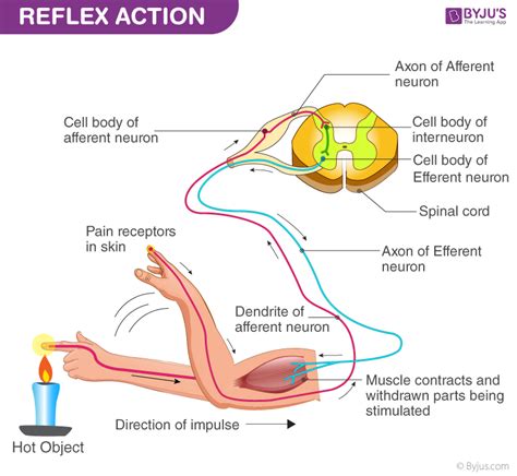 Reflex Arc Diagram Class 10 Easy