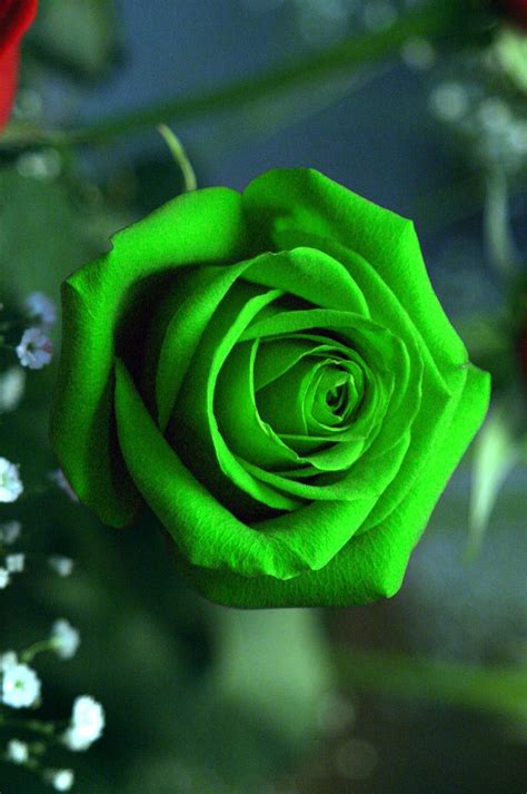 Green Rose Wallpaper iPhone - Best iPhone Wallpaper | Rose wallpaper ...