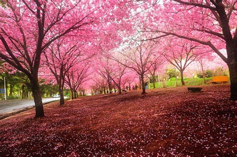 Breathtaking Cherry Blossom Photography - Design Swan