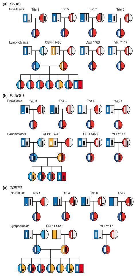 Examples of imprinted genes in Human genome. (a) Imprinted genes in ...