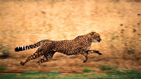 Download Animal Cheetah HD Wallpaper