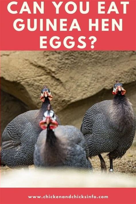 Can You Eat Guinea Hen Eggs? (Taste, Texture, & Uses) - Chicken ...