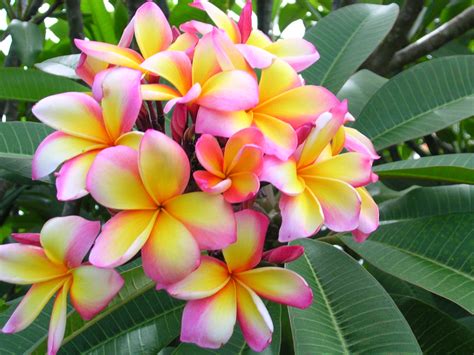 Aussie Confetti Plumeria - Plumeria by Florida Colors Nursery