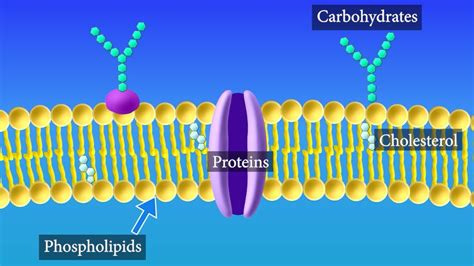 What Is The Makeup Of The Cell Membrane | Saubhaya Makeup