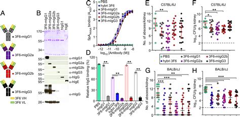 Immunoglobulin G subclasses confer protection against Staphylococcus ...