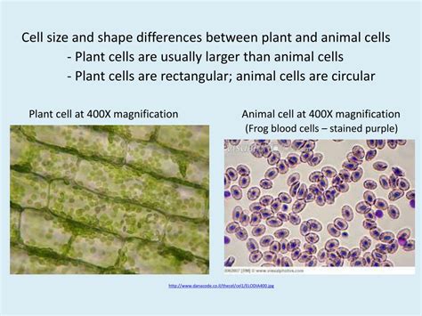 Animal Cell Labeled Microscope Plant Vs Animal Cells Under Microscope ...