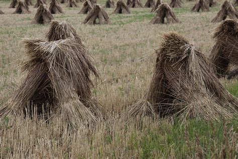 Michigan Exposures: Wheat Sheaves Again...