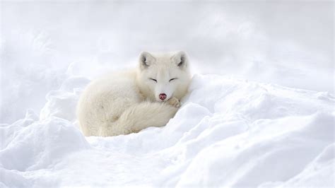 Winter Baby Fox Wallpapers - Wallpaper Cave