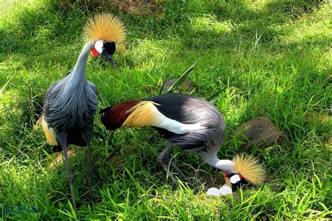 African Crowned Crane - Honolulu Zoo Society