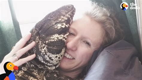 Argentine Tegu Monitor / Tegus are becoming more common in the pet ...