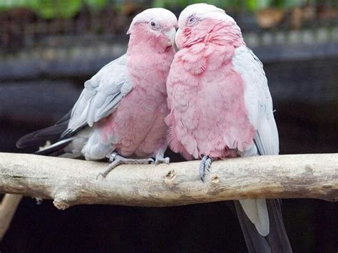 19 best Pink parrot images on Pinterest | Parrots, Hot pink and Parrot