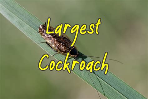 7 Largest Cockroaches in the World