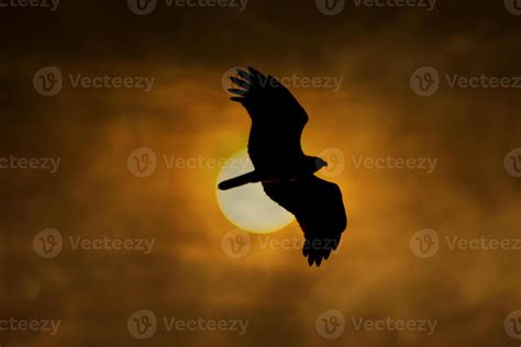 Falcon Silhouette Stock Photos, Images and Backgrounds for Free Download