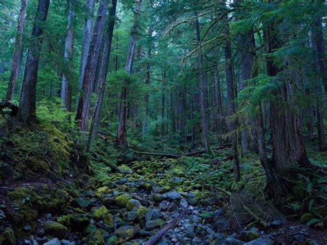 Explore the Enchanting Hoh Rainforest in Washington