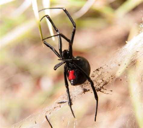 Black Widow Spider Pest Control In Utah | Stewart's