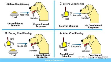 狗：我虽然不是人，但巴甫洛夫是真的……会做实验 - 知乎