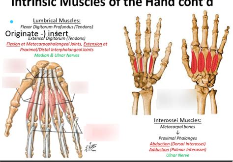 Lumbricals And Interossei Of Hand