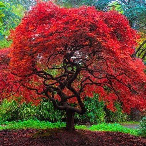 Flame Amure Maple Tree Seeds (ACER tataricum ginnala) 15+Seeds | Maple ...