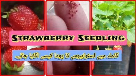 How To Grow Strawberries From Seeds At Home || Organic Strawberries ...