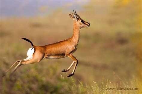 Indian Gazelle Photo by nitin jain — National Geographic Your Shot ...