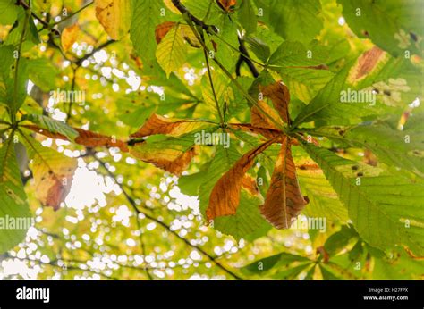 Horse chestnut tree leaves hi-res stock photography and images - Alamy