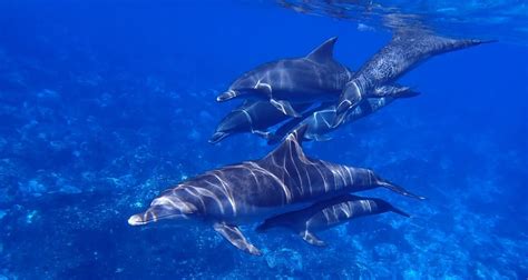 An Exclusive Look Into Dolphin Habitats