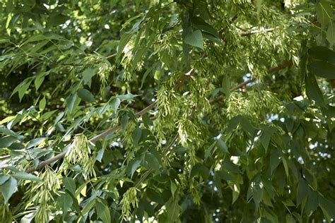 Green Ash Tree Facts, Identification, and Management