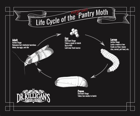 Pantry Moth Life Cycle