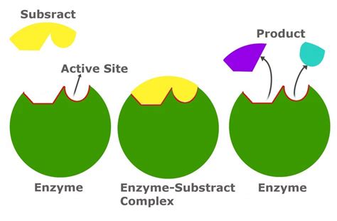 Substrate | Definition , Biochemsitry & Examples