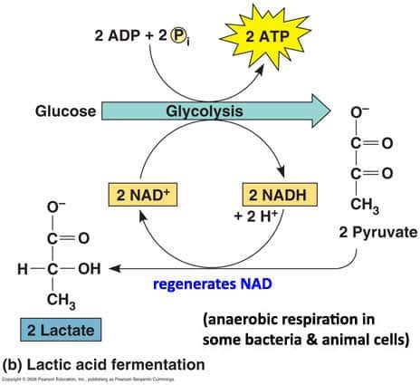 Alternative Metabolic Pathways | SchoolWorkHelper