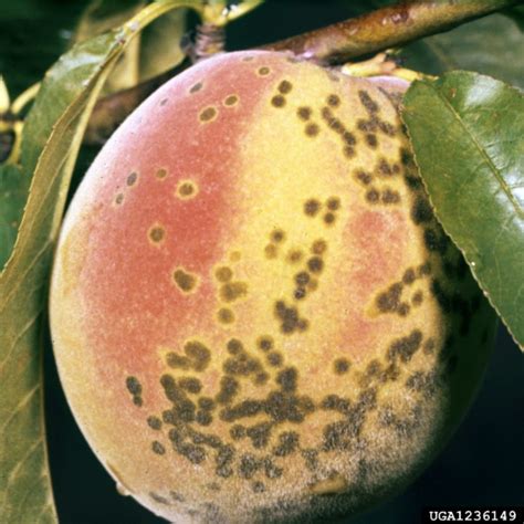 Peach Diseases | Home & Garden Information Center